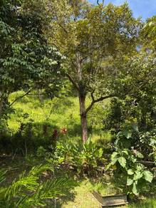 Dusun Durian Janda Baik- Durian matang + Rumah kayu