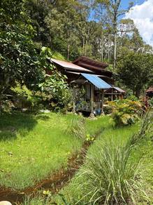 Dusun Durian Janda Baik- Durian matang + Rumah kayu