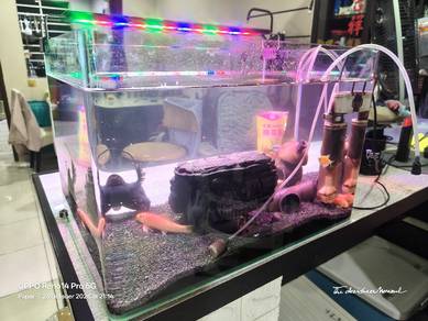Aquarium with fishes and accessories