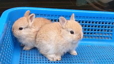 netherland dwarf