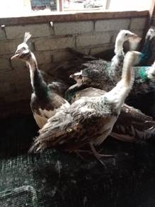 Anak burung merak black shoulder 