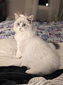 Ragdoll bicolor 