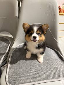 long coat corgi