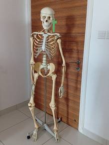 skeleton 