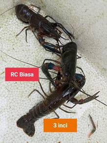 lobster air tawar 