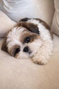 Enchanting Shih Tzu Cute And Adorable Little Puppy