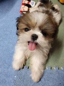 T3560 Round Shih Tzu Cute And Adorable Little Pupp