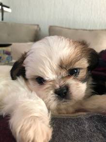 Zoomy Shih Tzu Cute And Adorable Little Puppy Baby