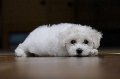 K5969 Innocent Poochon Fluffy Coat Puppy Puppy