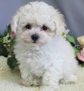 K9317 Floofy Poochon Fluffy Coat Puppy Puppy Dog