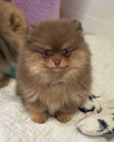 Snuggly Pomeranian Cute Sweet Face Puppy Dog