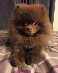 Sweet-tempered Pomeranian Cute Sweet Face Puppy Pu