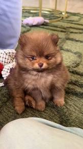 B9655 Tippy-toed Pomeranian Cute Sweet Face Puppy