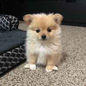 A3029 Ear-flopper Pomeranian Cute Sweet Face Puppy