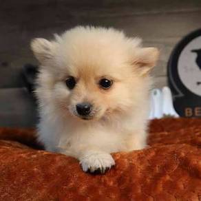 Darling Pomeranian Cute Sweet Face Puppy Dog