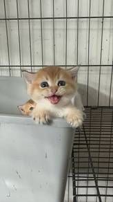 Kucing bsh cat
