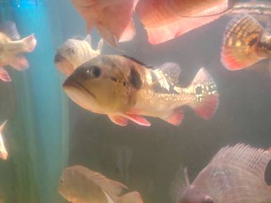 peacock bass 