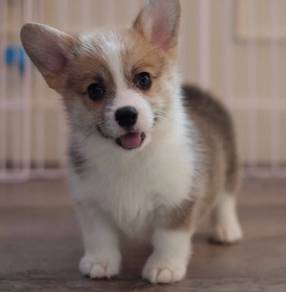 CORGI PUPPIES C208 🌻 cheeky Puppy  Female