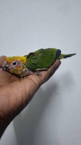Burung sunconure