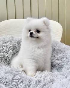 Skittering Pomeranian Cute Sweet Face Puppy Dog