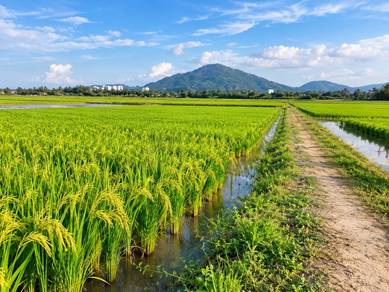 Agricultural-Land-for-sale-Alma-Penang