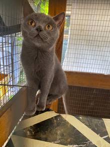 kucing