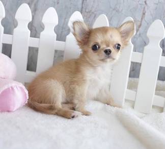CHIHUAHUA PUPPIES VIP265🌷Head Apple Cute Dog