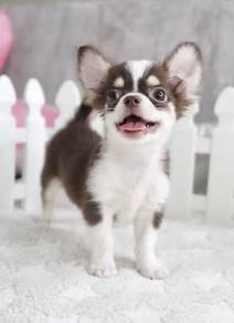 CHIHUAHUA PUPPIES VIP266🌷Head Apple Cute Dog