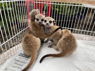 Baby Meerkat