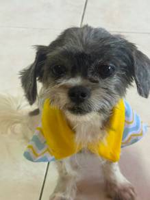 Shih Tzu