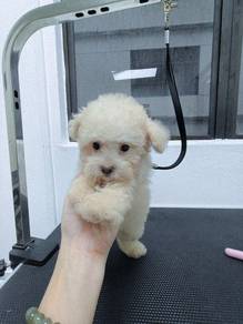 Maltipoo Girl