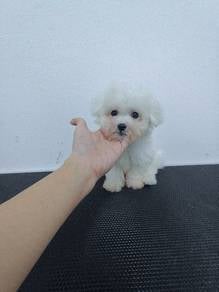 Tiny Bichon Puppy
