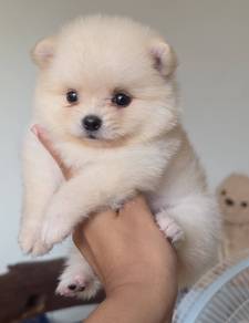 POMERANIAN PUPPIES VIP05 available cute girl