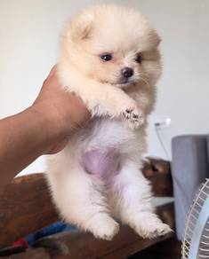 POMERANIAN PUPPIES VIP07 available cute girl