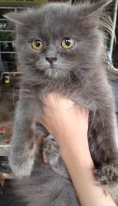Bsh/ British Long hair