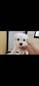 Maltese