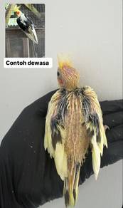 Anak Suap cockatiel