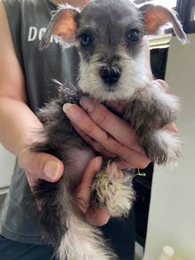 Miniature schnauzer male puppy