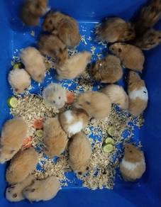 Hamster Syrian