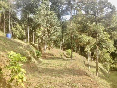 Tanah Dusun Hulu Tamu, Batang Kali