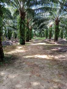 Agricultural-Land-for-sale-Banting-Selangor