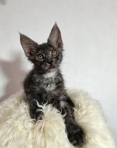 Mainecoon