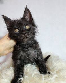 Mainecoon