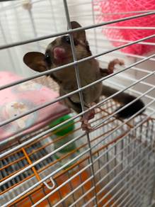 Sugar Glider Classic Grey, 6 months 
