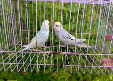 burung baji