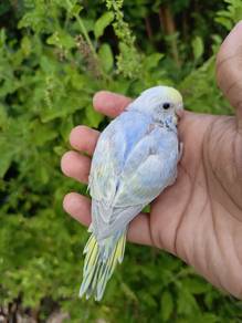 Anak Burung Baji