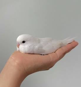 burung jinak