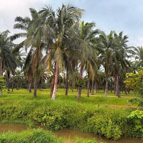 Agricultural-Land-for-sale-Bagan-Serai-Perak