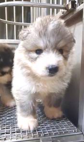 Wooly husky quality