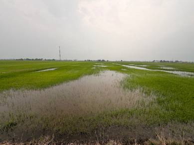 Tanah Sawah Untuk Dijual di Parit 6 1/2 Timur, Sg Besar